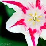 Lily-flowered Tulip 'Marilyn'