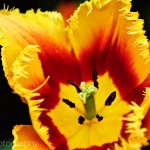 Fringed Tulip 'Palmares'