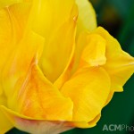 Triumph Tulip 'Salmon Dynasty'