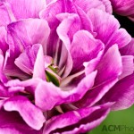 Double Late Tulip 'Blue Diamond'