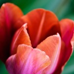 Single Late Tulip 'Malaika'