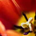 Single Late Tulip 'Malaika'