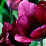 Triumph Tulip 'Yolanthe'