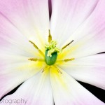 Triumph Tulip 'Synaeda Amor'