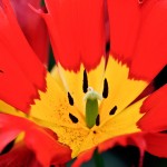 Darwin Hybrid Tulip 'Leo'