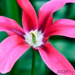 Viridiflora Tulip 'Doll's Minuet'