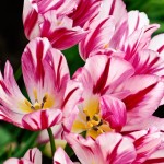 Single Late Tulip 'Flaming Club'