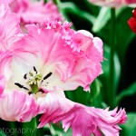 Parrot Tulip 'Silver Parrot'