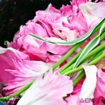 Even the compost piles are pretty at Keukenhof...