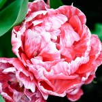 Tulip 'Madelon'