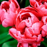 Tulip 'Madelon'