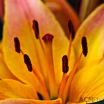 Lilium Lily 'Ladylike'
