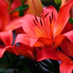 Lilium Lily 'Matrix'