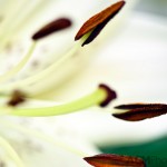 Lilium Lily
