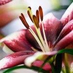 Lilium 'Push Off' Lily