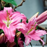 Lilium Lily 'Pink Expresion'