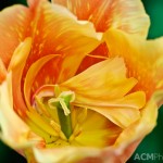 Triumph Tulip 'Stunning Star'