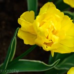 Double Early Tulip 'Calimero'