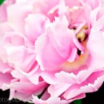 Double Late Tulip 'Pink Star'