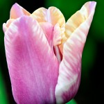 Triumph Tulip 'Yucatan'