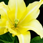 Tulip 'Tres Chic' Mutant Yellow