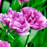 Double Late Tulip 'No 505'