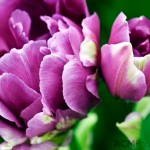 Double Late Tulip 'No 505'