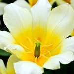 Greigii Tulip 'White Fire'