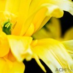 Lily-flowered Tulip 'Yellow Spider'