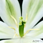 Lily-flowered Tulip 'Green Star'