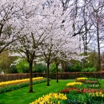 Keukenhof Tulip Gardens, Lisse, The Netherlands