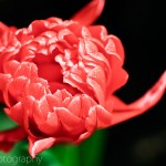 Double Early Tulip 'Holland Baby'