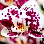 Phalaenopsis Orchid 'Marbella'