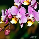 Phalaenopsis Orchid 'Pereira'