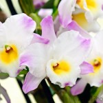 Dendrobium Orchid 'Christina Princess'