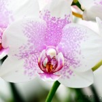 Phalaenopsis Orchid