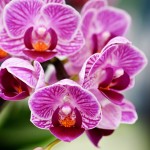 Phalaenopsis Orchid 'Vivian'