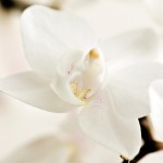 Phalaenopsis Orchid 'Christopher'