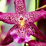 Phalaenopsis Orchid 'Phalubien'