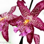 Phalaenopsis Orchid 'Phalubien'