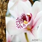 Cymbiduim Orchid 'Green Island'