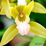 Cymbiduim Orchid 'Tiger Tail'