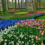 Keukenhof Tulip Gardens in Lisse, The Netherlands