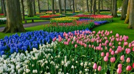 The Best Time to Visit Keukenhof Gardens