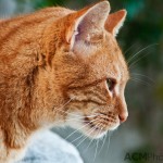 Cat in Athens, Greece