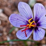 Crocus, Sounion, Greece