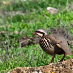 Chukar Partridge (Alectoris chukar)