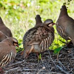 Chukar Partridge (Alectoris chukar)