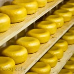 Rows of Gouda Cheese in Holland